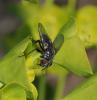 Aplomya confinis